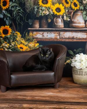 Andie, adult, available for adoption