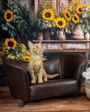 Tenebris, kitten, available for adoption