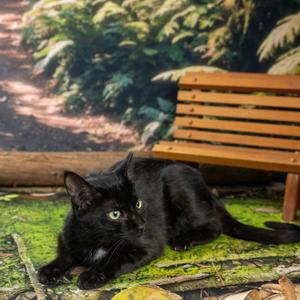 Panther, adult, available for adoption