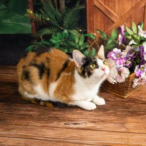 Leia, adult, available for adoption
