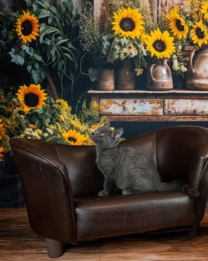 Nimbus, kitten, available for adoption