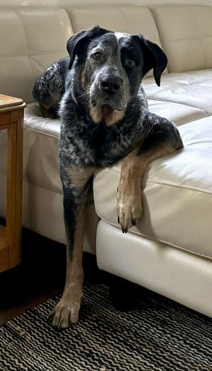 Kimchi, Cattle Dog, adult, available for adoption