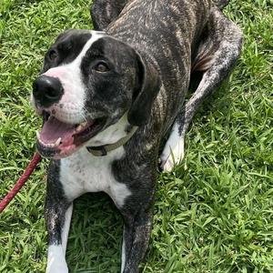Diesel, Labrador Retriever, adult, available for adoption