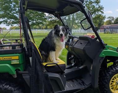 Finnegan, Australian Shepherd, young, available for adoption