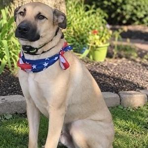 Riggs, Rhodesian Ridgeback / Mountain Cur, adult, available for adoption