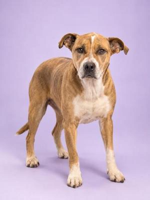A brown and white dog standing on a purple background