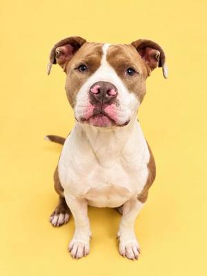 A brown and white dog sitting on a yellow background