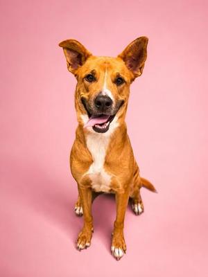 A brown dog with a white chest and paws, sitting on a pink background, with its mouth open and tongue out.