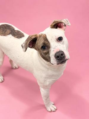 A white dog with brown patches on its back and head, standing on a pink background.