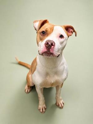 A brown and white dog sitting on a green background
