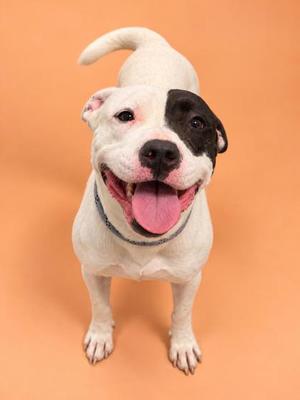 A happy white and black dog with a pink tongue sticking out, standing on an orange background.