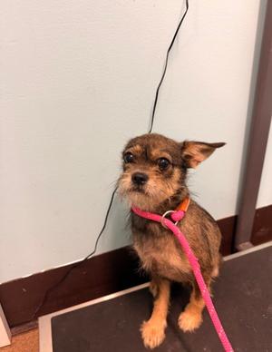 Gracie, Mixed Breed, available for adoption
