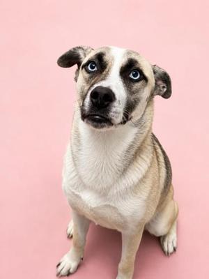 A dog with blue eyes sitting on a pink background.
