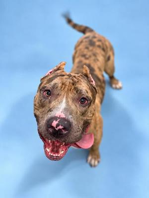 A brindle-colored dog with a pink tongue sticking out, looking up at the camera against a blue background.