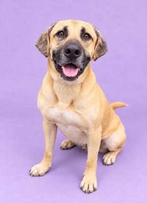 A light brown dog with floppy ears and a black muzzle sitting on a purple background.