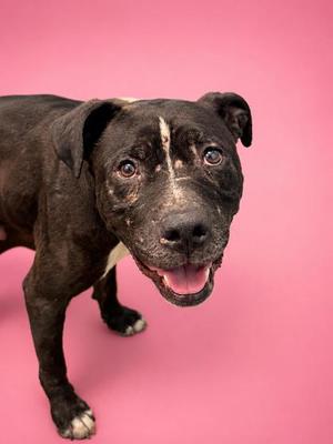 Dandelion, Mixed Breed, adult, available for adoption