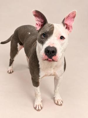 A gray and white dog with pink ears standing on a beige background.