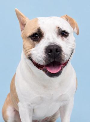A tan and white dog looking directly at the camera with a happy expression against a light blue background.