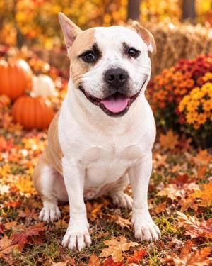 Jackie, Mixed Breed, adult, available for adoption