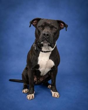 Bugaloo, Mixed Breed, adult, available for adoption