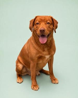 A brown dog sitting on a light green background with its tongue hanging out.