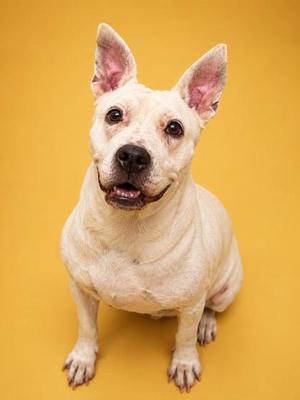 A white dog with perked ears sitting on a yellow background