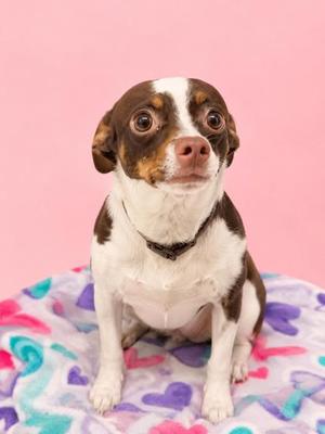 A small brown and white dog sitting on a colorful blanket with a pink background.