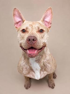 A brown and white dog with perked ears and a pink tongue, sitting on a beige background.