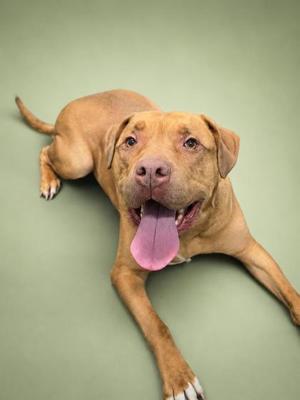 A brown dog lying on a green background with its tongue out
