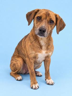 A brown and white dog sitting on a blue background.