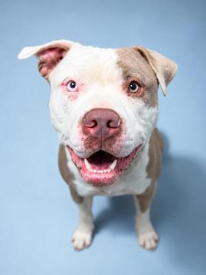 A brown and white pit bull dog with a pink nose and a happy expression, standing against a blue background.