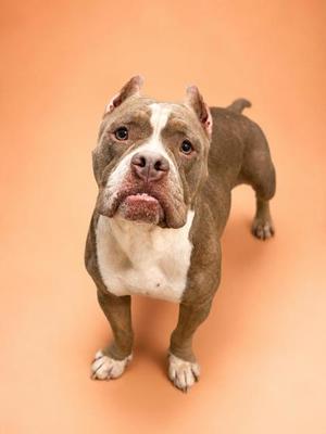 A brown and white dog standing on a peach-colored background