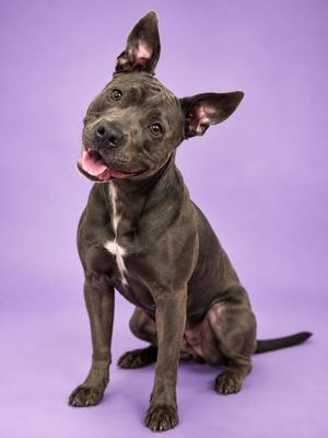 Essie, Mixed Breed, adult, available for adoption