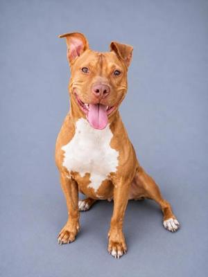 A brown pitbull dog with white markings on its chest and a pink tongue sticking out, sitting on a grey background.