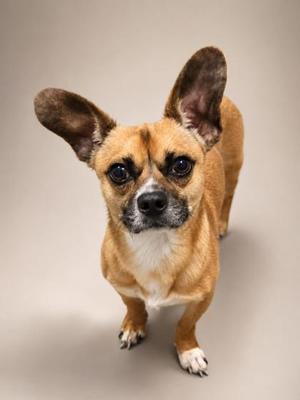 Flapjack, Chihuahua - Smooth Coated Mix, senior, available for adoption