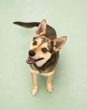 A brown and black dog with pointed ears and a wagging tail, looking up at the camera with its mouth open.