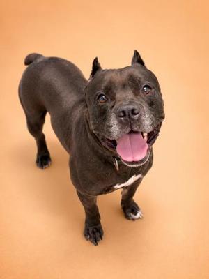 A black dog with a pink tongue sticking out, standing on a beige background.