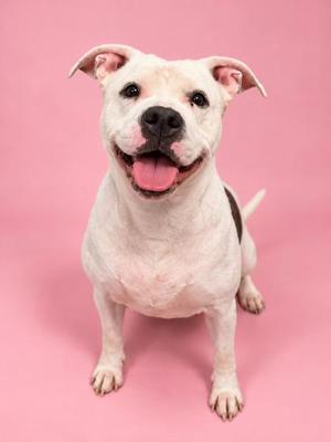 A white dog with a black spot on its back, sitting on a pink background with its tongue out.