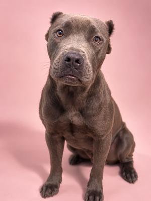 Alessia, Mixed Breed, adult, available for adoption