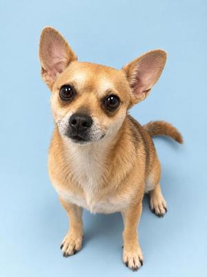 A small brown chihuahua dog with large ears and dark eyes, sitting on a light blue background.