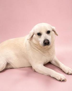 A white dog lying on a pink background