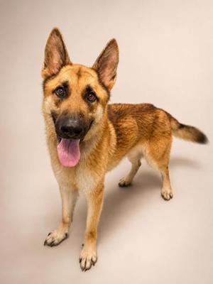 Benny, German Shepherd Dog Mix, adult, available for adoption