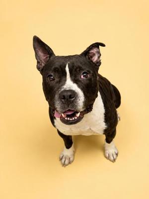 A black and white dog with a white chest and paws, standing on a yellow background, looking up with its mouth open and tongue out.