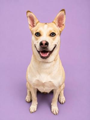 A happy-looking light brown dog sitting against a light purple backdrop.