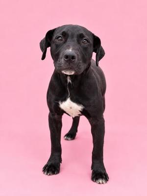 Black puppy with white chest standing on pink background