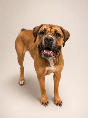 A brown dog with a white chest and paws, standing on a light gray background. The dog has a happy expression with its mouth open, showing its teeth and tongue. Its ears are floppy, and its eyes are bright and alert.