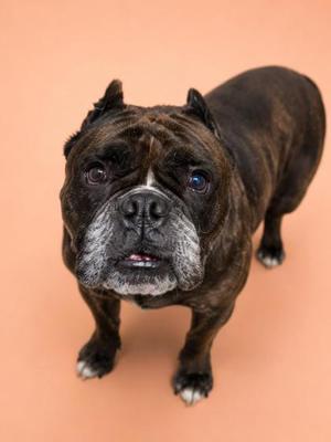 Lacey, Mixed Breed, adult, available for adoption