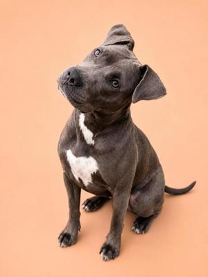 A grey pitbull dog with a white chest patch sits looking up and to the side with its head tilted.