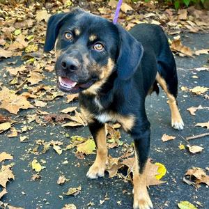 Gabe 2026, Labrador Retriever / Beagle, young, available for adoption