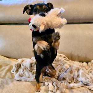 Kismet, Dachshund / Bulldog, adult, available for adoption